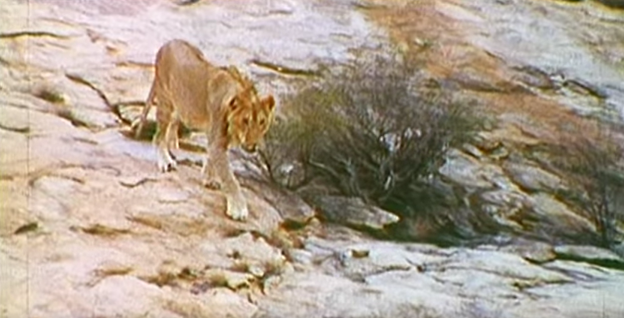 Peter rabbit-becoming-a-friend