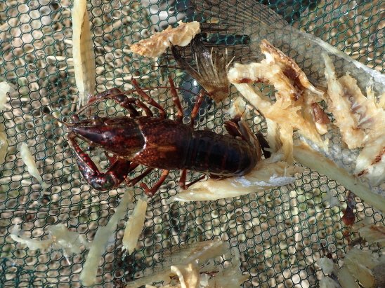 paddington-becoming-a-friend