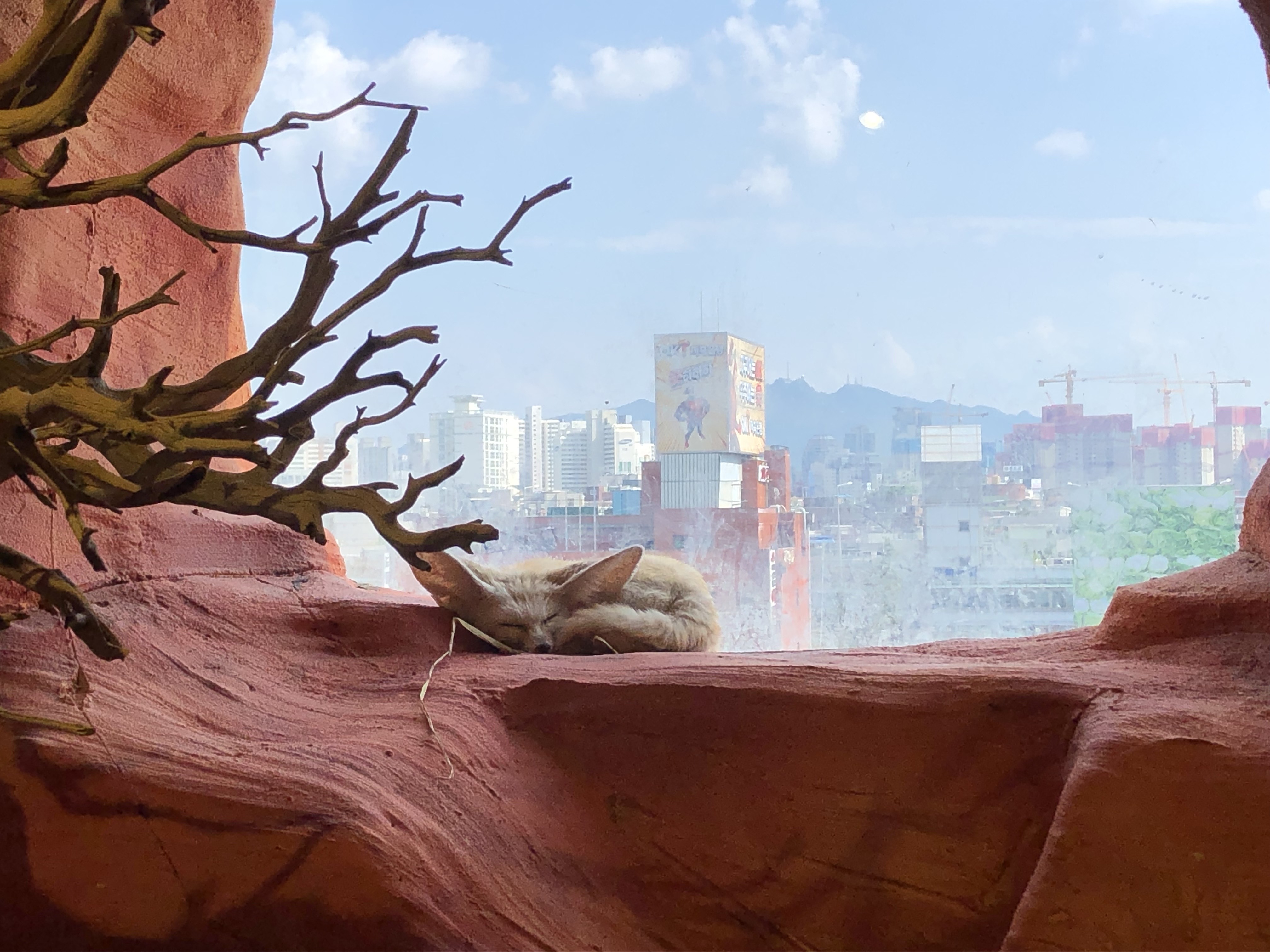 paddington-becoming-a-friend