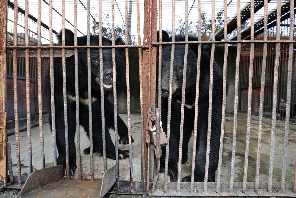 paddington-becoming-a-friend