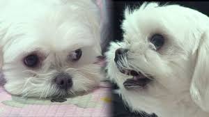 paddington-becoming-a-friend