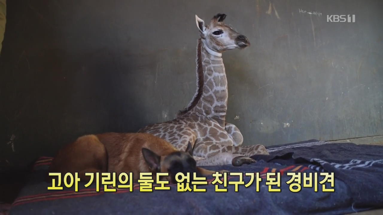 paddington-becoming-a-friend